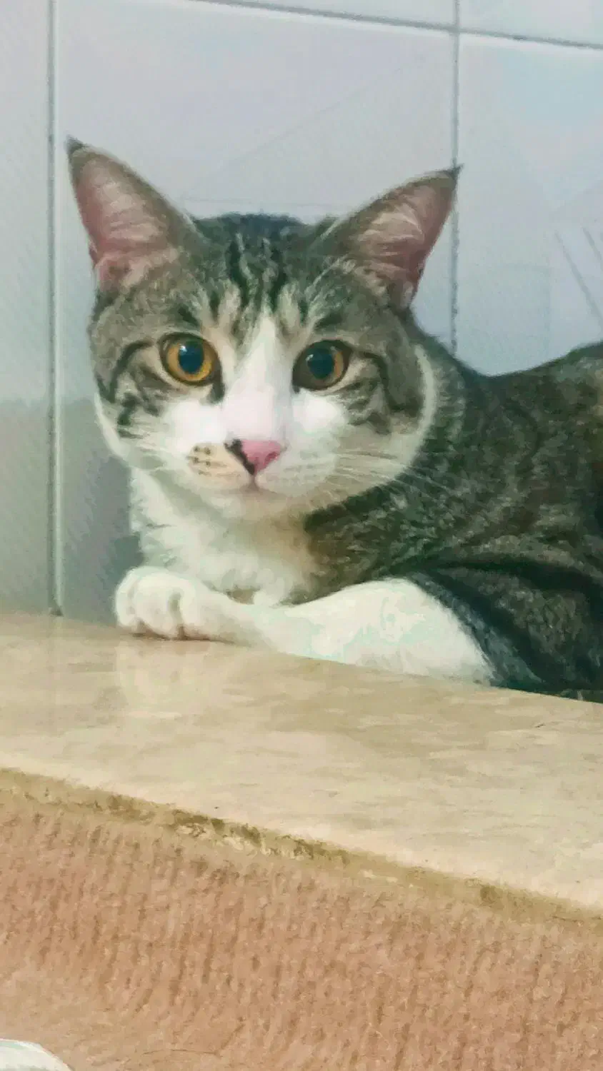 گم شده|حیوانات|سنندج, |دیوار