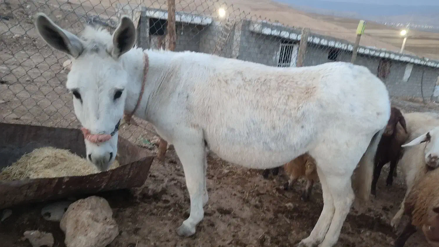 الاغ|حیوانات مزرعه|جزمان, |دیوار