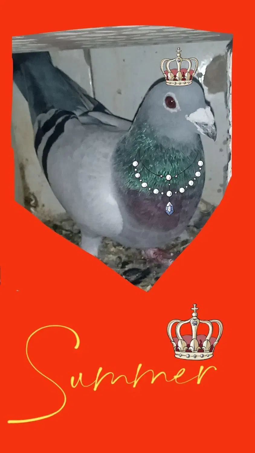 کبوترپلاکیدوخت|پرنده|کوهرنگ, |دیوار