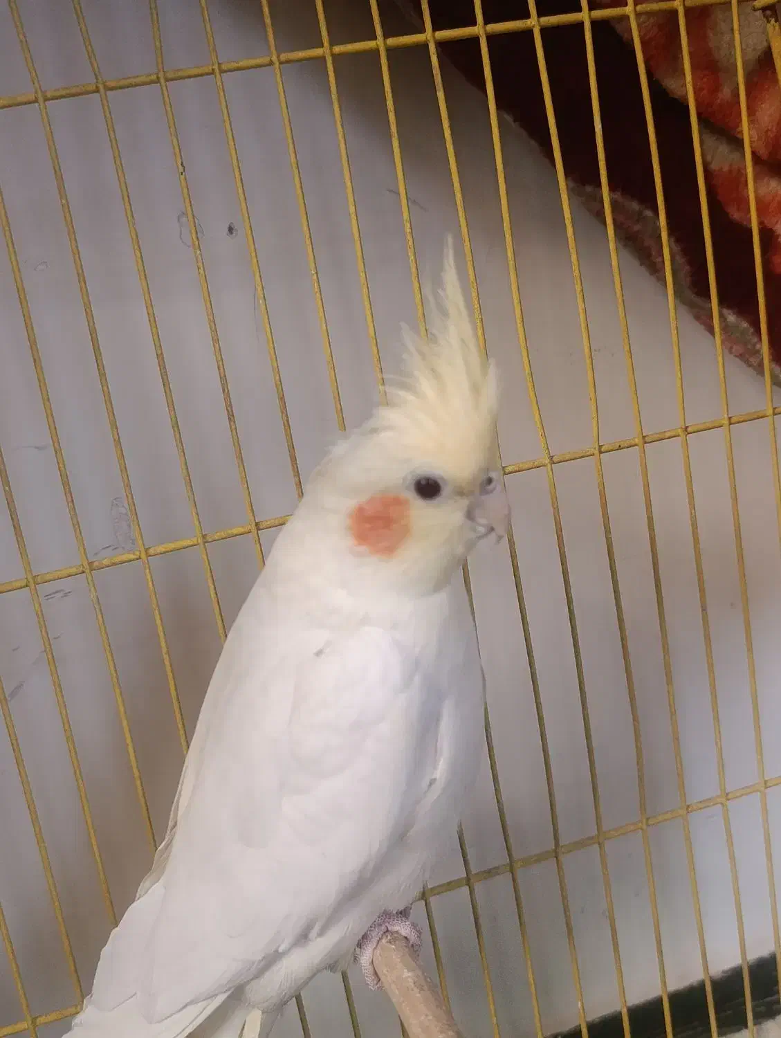 عروس هلندی|پرنده|محمدشهر, کوی بهار|دیوار