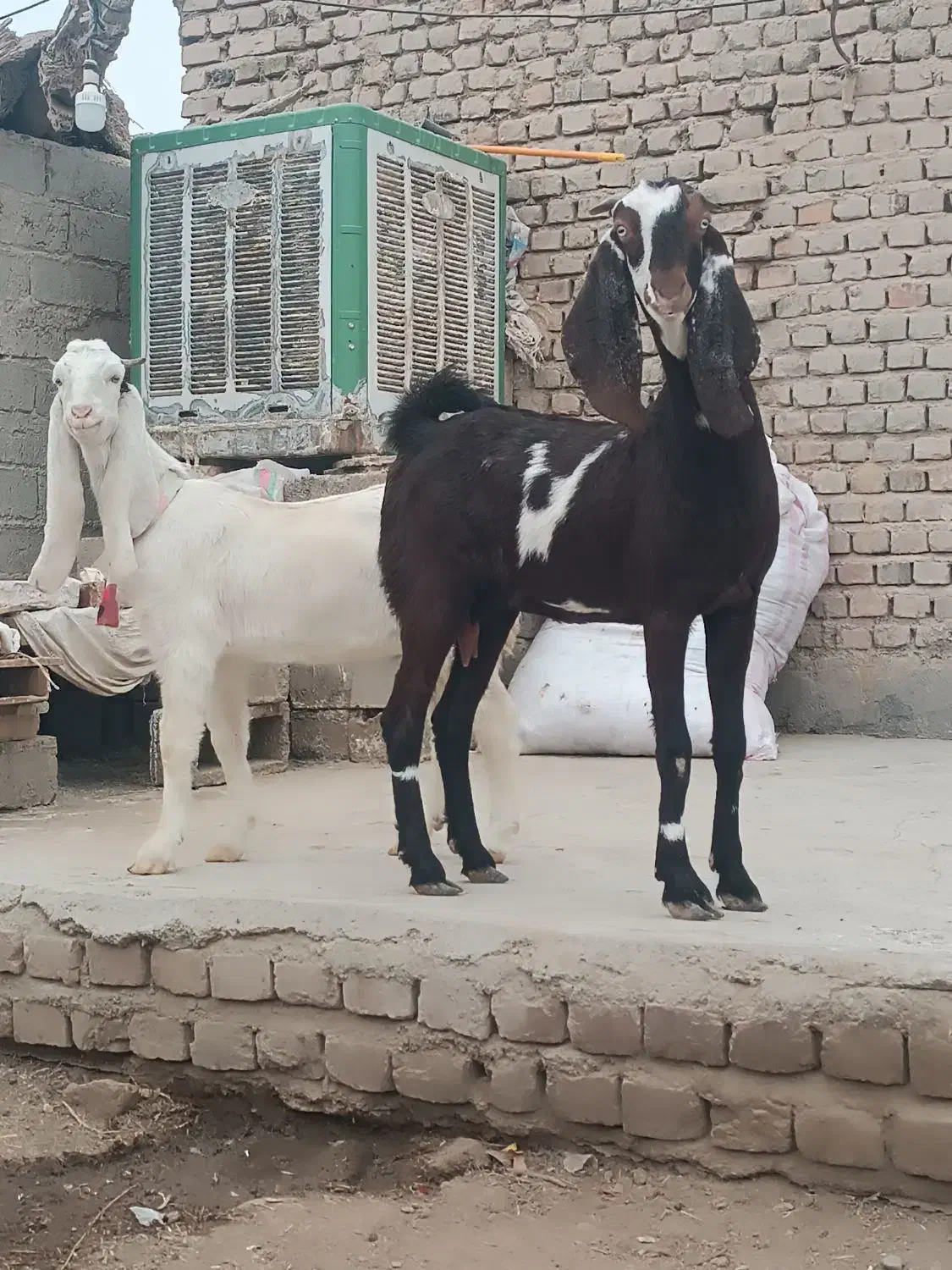 دو بز گلابی و پنجابی با دو کهره چاق کشتنی|حیوانات مزرعه|زابل, |دیوار