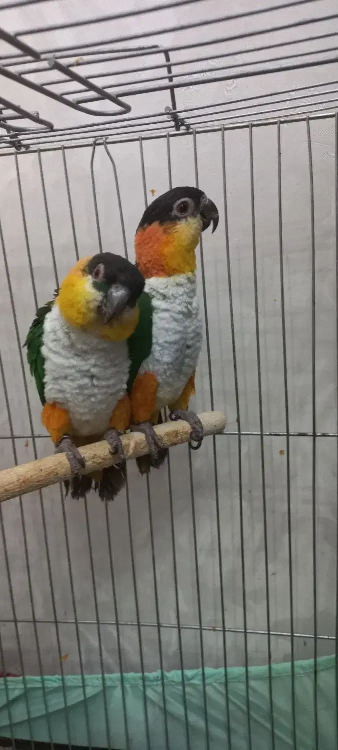 کایک سرسیاه|پرنده|تهران, افسریه شمالی|دیوار