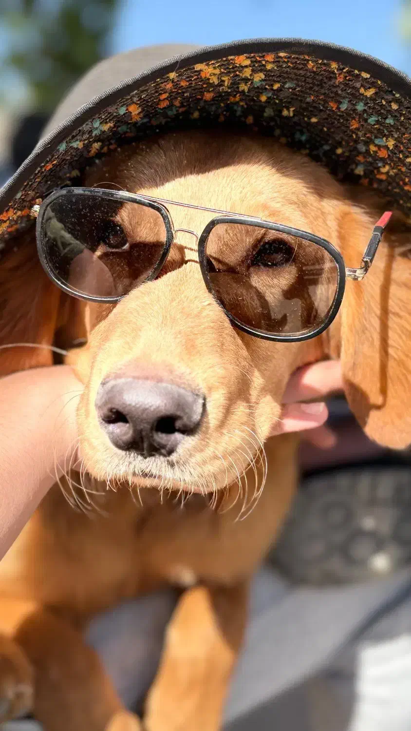 سگ گلدن رتریور|سگ|شیراز, شهرک ولیعصر|دیوار