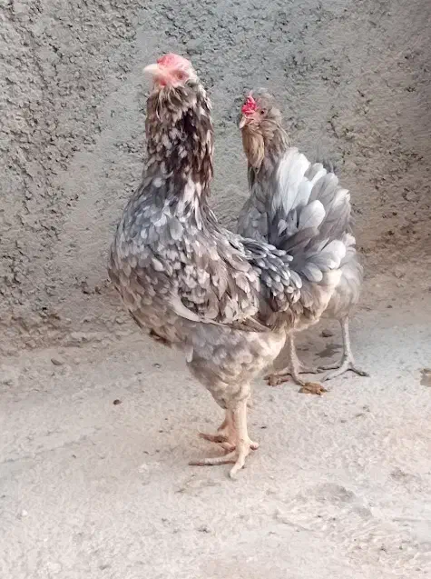 مرغ گلین|حیوانات مزرعه|اهواز, اسلام آباد غربی|دیوار