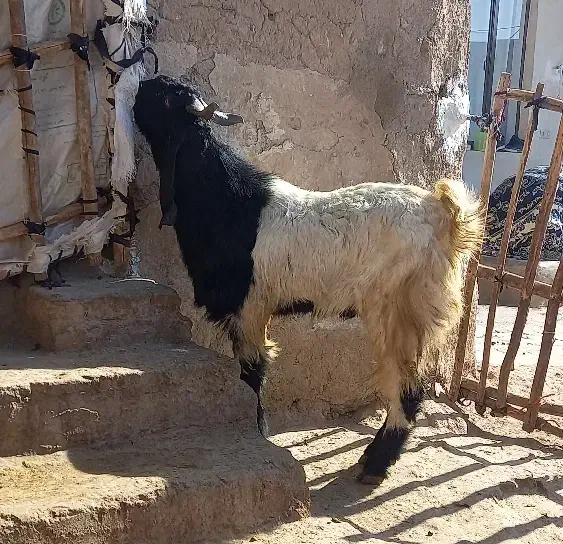 نربز پاکستانی اصل|حیوانات مزرعه|بروجرد, |دیوار