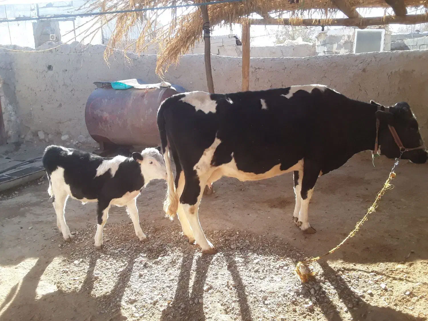 گاو گوساله|حیوانات مزرعه|بیستون, |دیوار