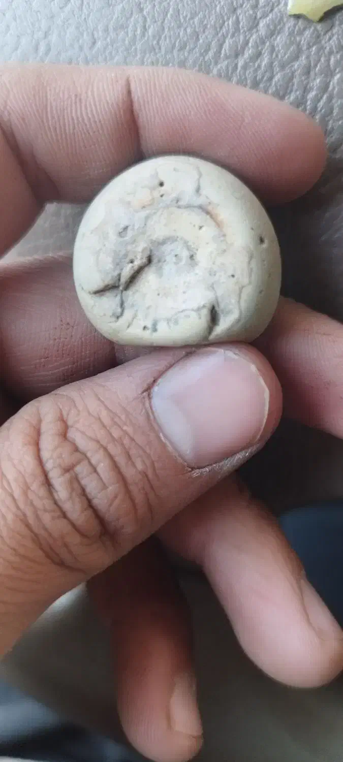 سنگ فسیل|کلکسیون اشیاء عتیقه|کرج, حسن آباد|دیوار