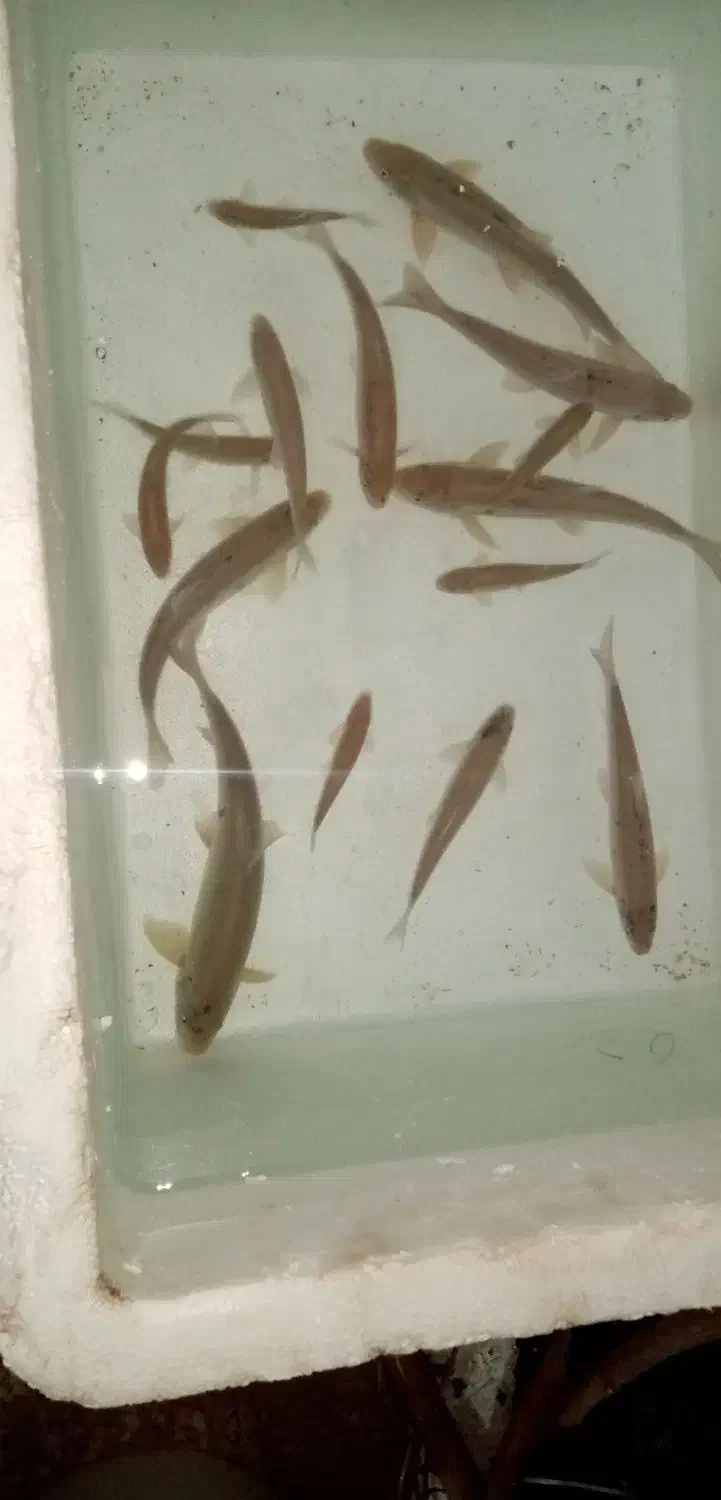 ماهی زنده قنات|ماهی|کرمان, |دیوار