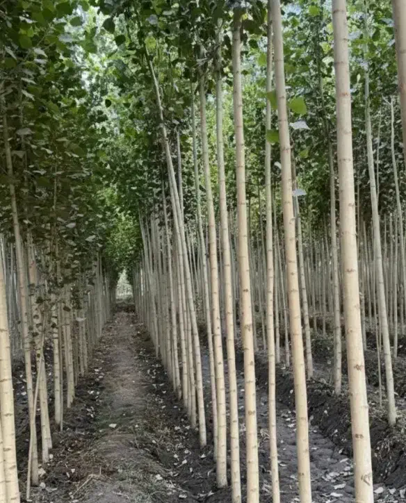 فروش نهال بادام صنوبر چنار گردو در نهالستان|خدمات باغبانی و درختکاری|بردسیر, |دیوار