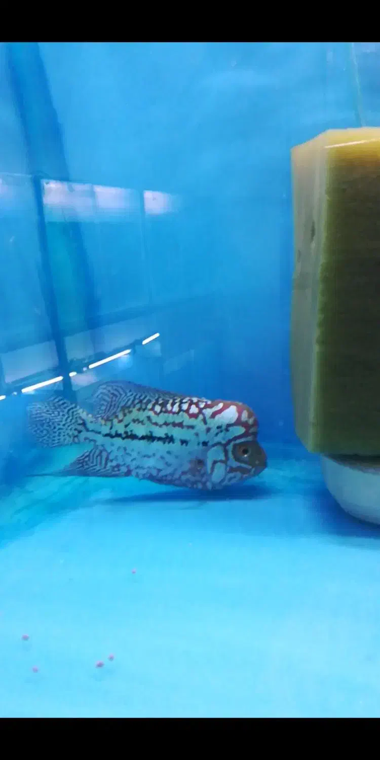 دو عدد فلاور کامفا گرید AA|ماهی|ملایر, |دیوار