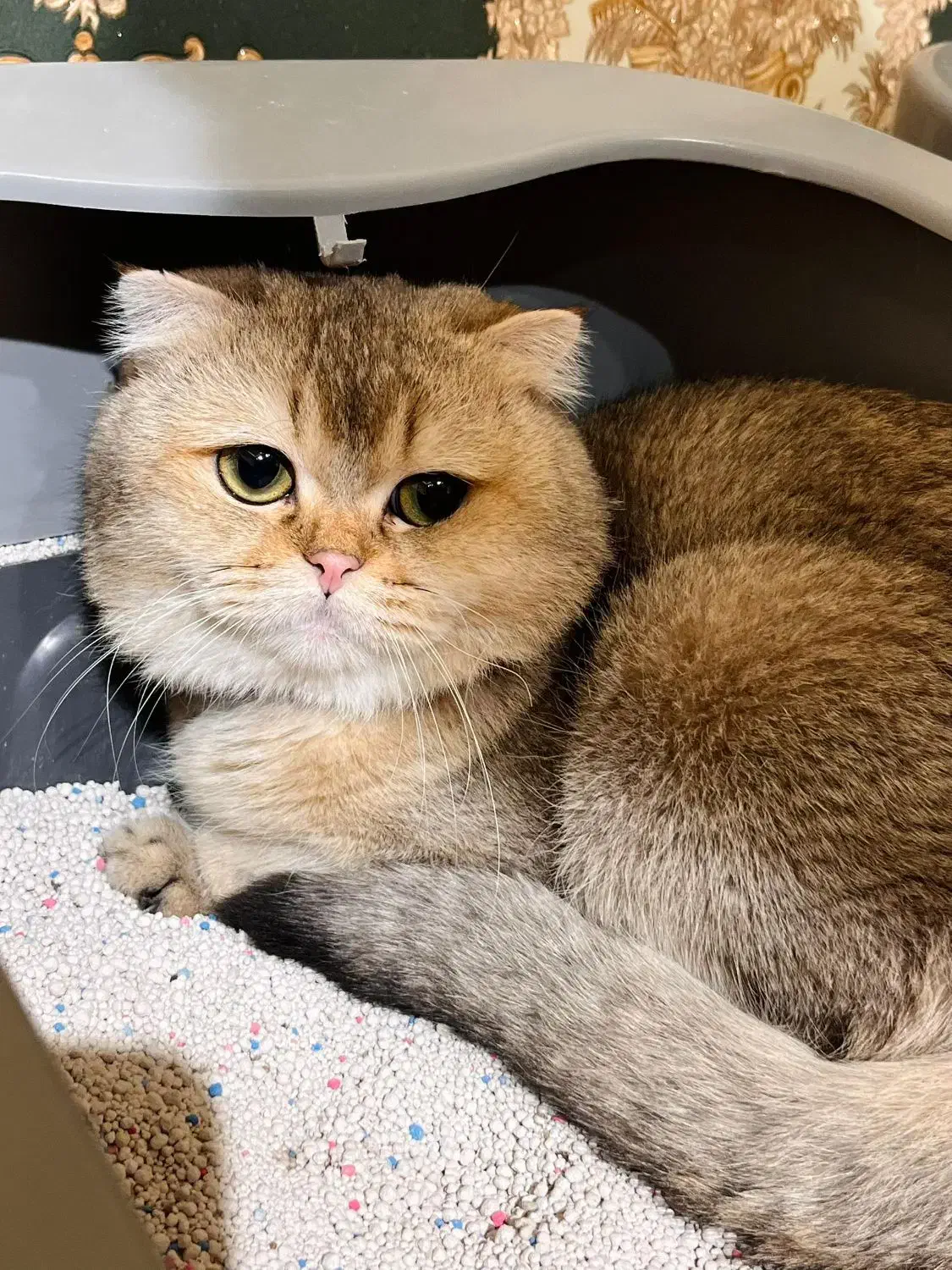 نر گلد مولد قوی|گربه|تهران, میرداماد|دیوار