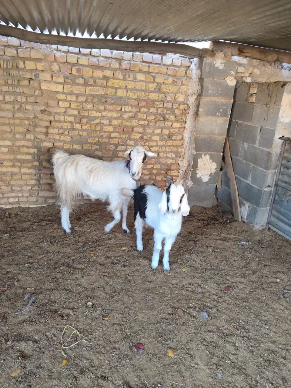 میش بره بز زایده ابستن|حیوانات مزرعه|مبارکه, |دیوار