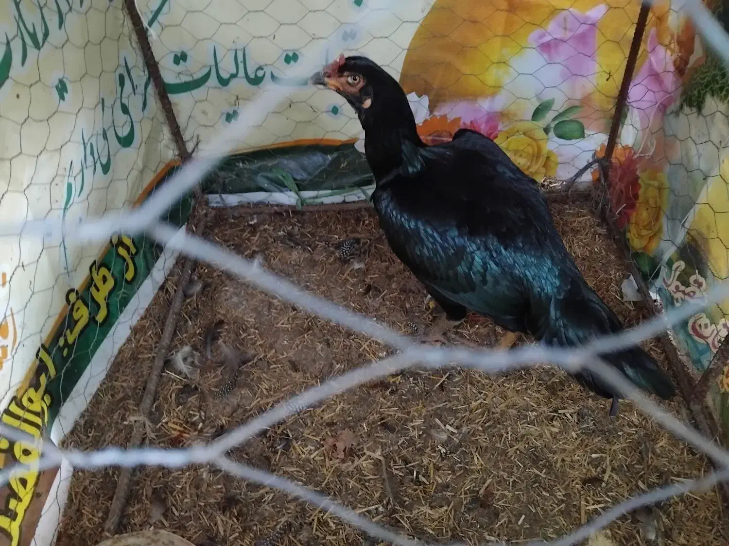 مرغ لاری اصیل|حیوانات مزرعه|بیله سوار, |دیوار