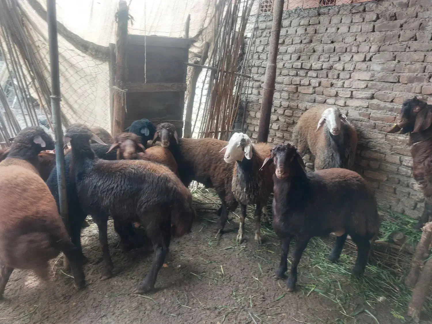 بره نر ‌خانگی|حیوانات مزرعه|گرگان, |دیوار