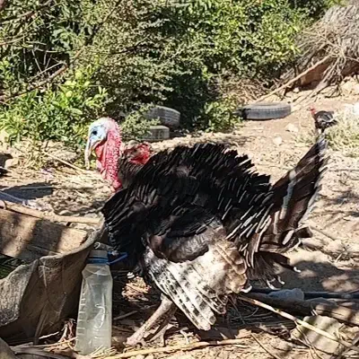 فروش بوقلمون سرحال|حیوانات مزرعه|دهدشت, |دیوار