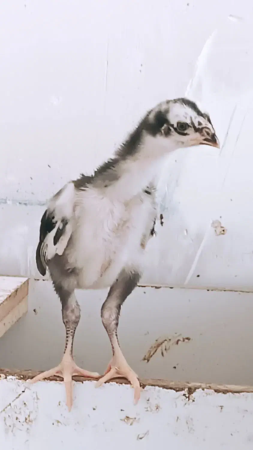 خروس و جوجه لاری|حیوانات مزرعه|تبریز, |دیوار