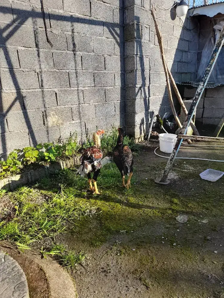 خروس لاری|حیوانات مزرعه|رشت, حومه رشت|دیوار