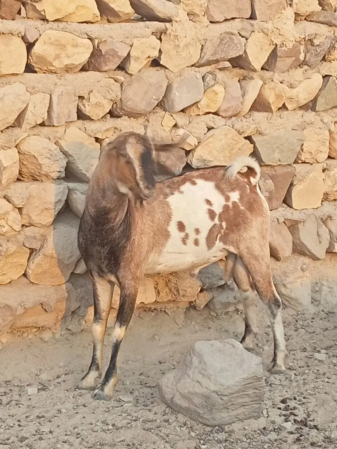 فروش کهر نر چاق مخصوص داشت و قصابی|حیوانات مزرعه|بندرلنگه, |دیوار