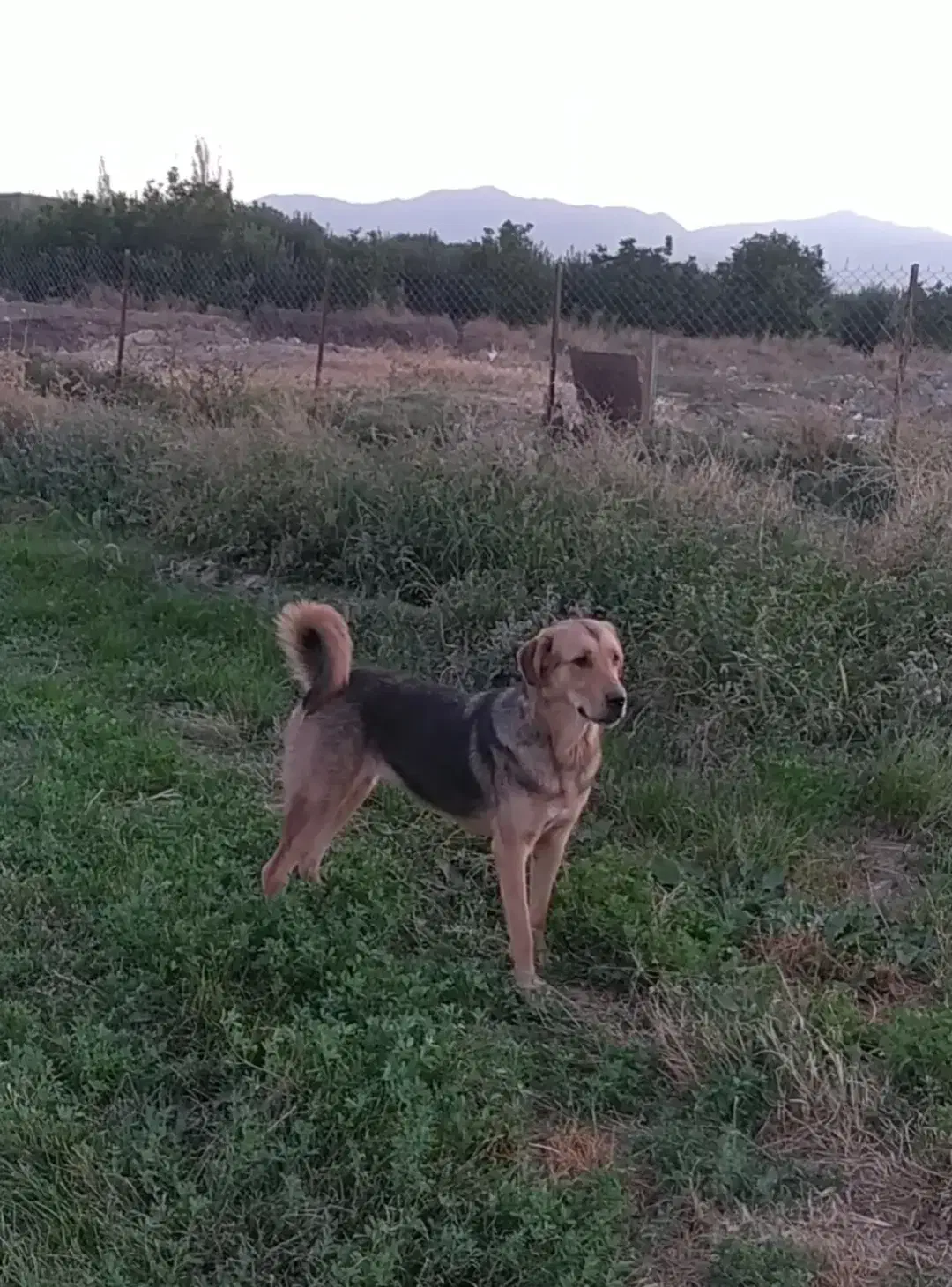 فروشی|سگ|اشنویه, |دیوار