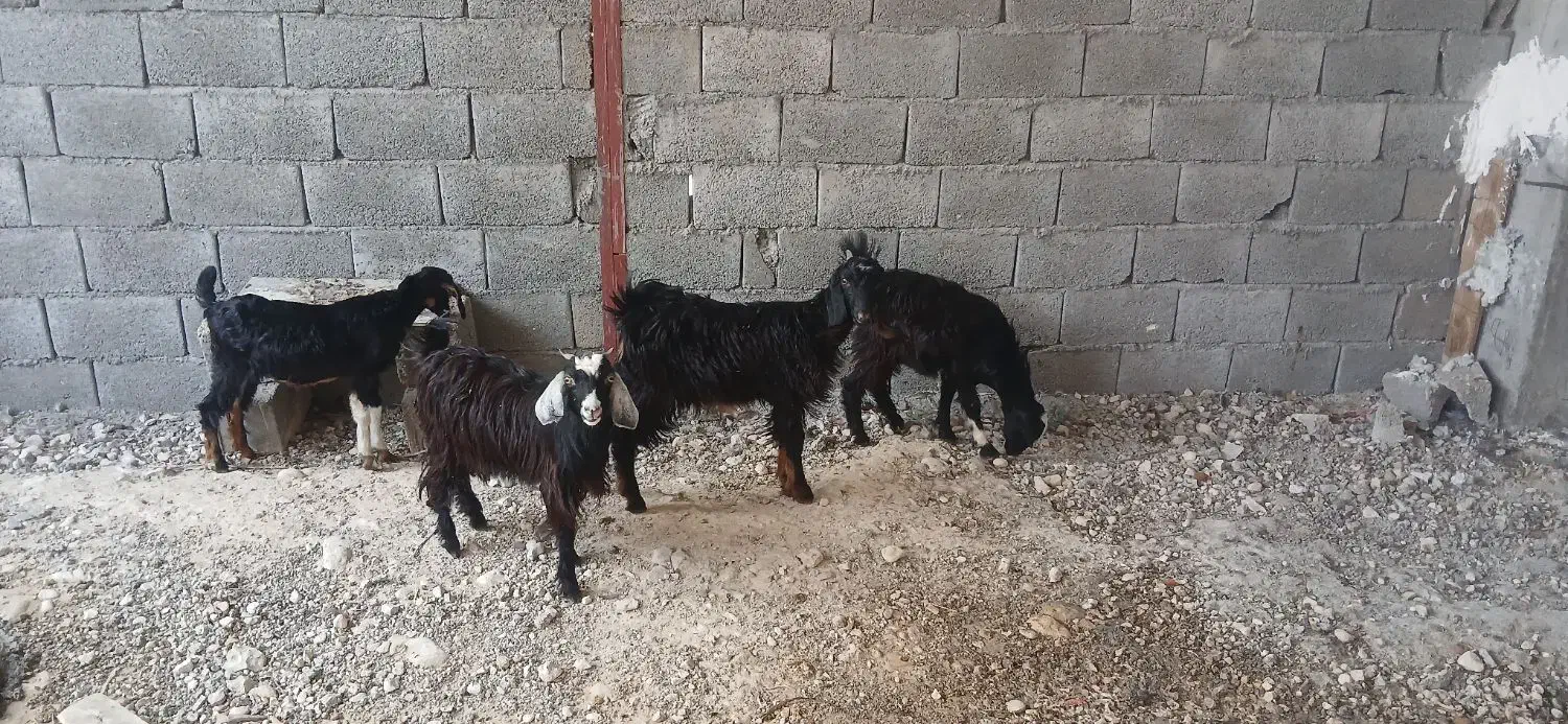 فروش کهره ماده کنگان|حیوانات مزرعه|بندر کنگان, |دیوار