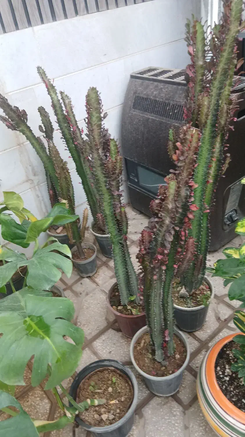 گل و گلدان|گل و گیاه طبیعی|یزد, |دیوار