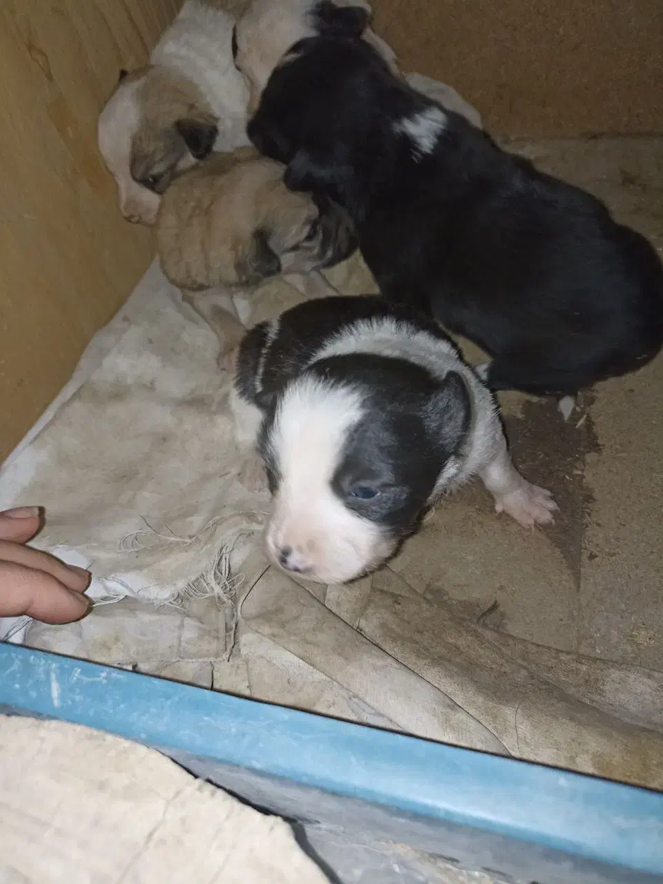 واگزاری طوله سگ های گوش تیز|سگ|نیشابور, شهرک رسولی|دیوار