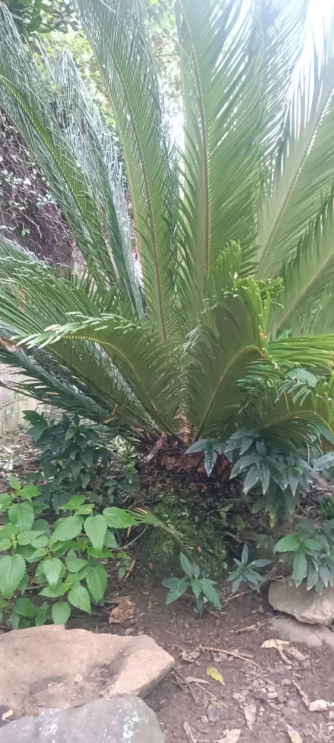 دو عدد سیکاس ۸ ساله توافقی|گل و گیاه طبیعی|لاهیجان, بازکیاگوراب|دیوار