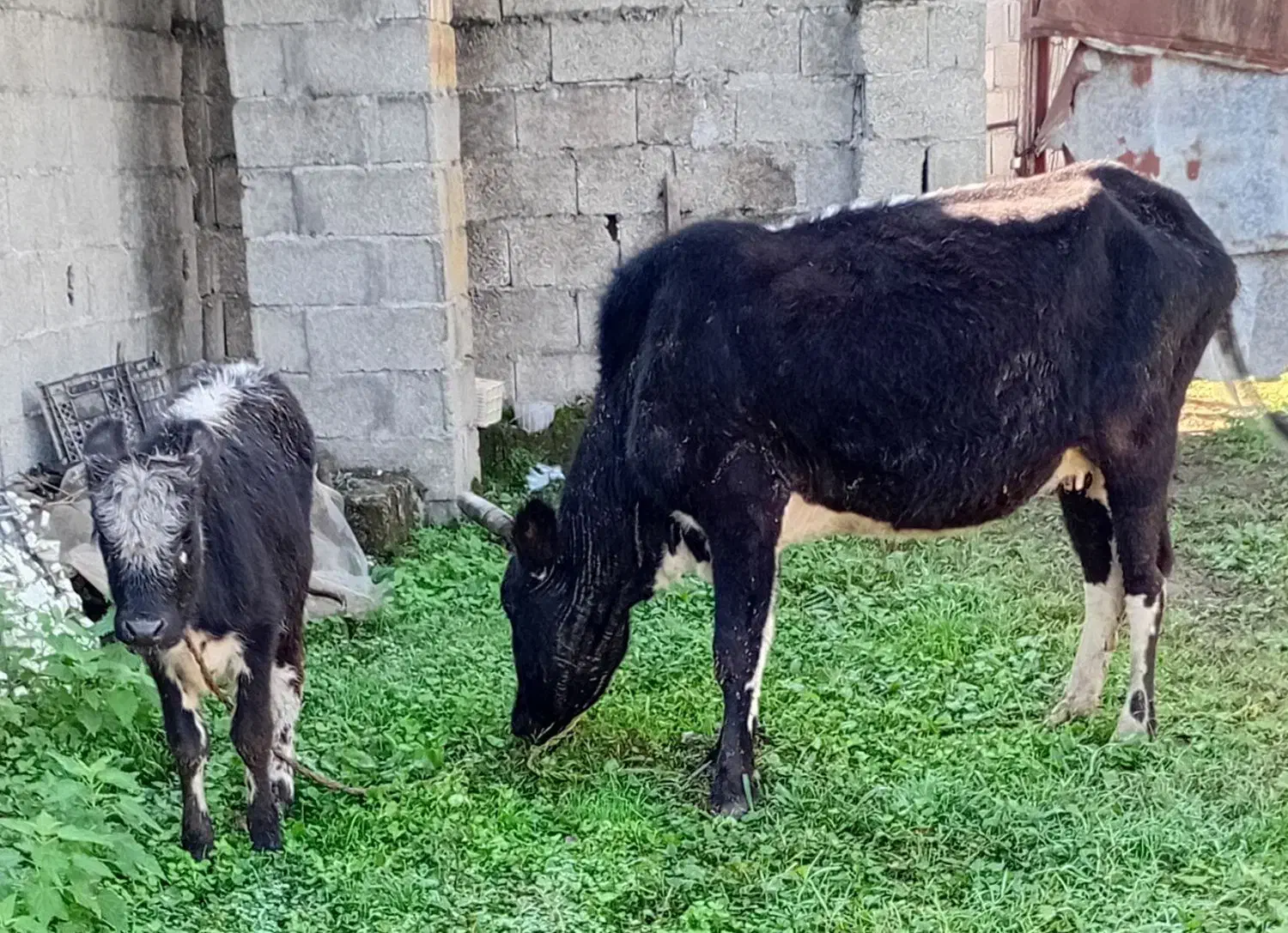 گاو وگوساله ماده|حیوانات مزرعه|رشت, ولکس|دیوار