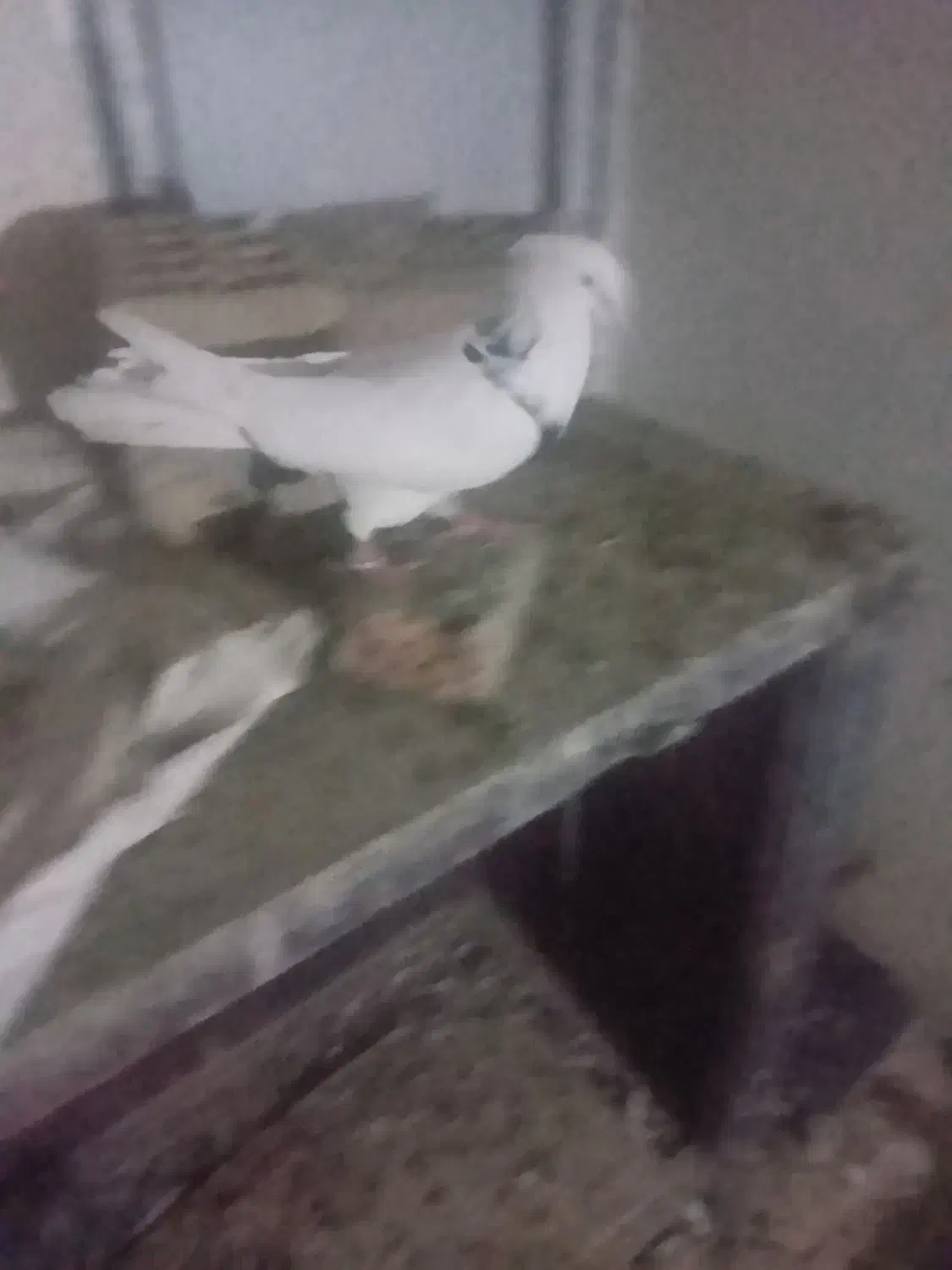 سه عددکبوتر|پرنده|همدان, |دیوار