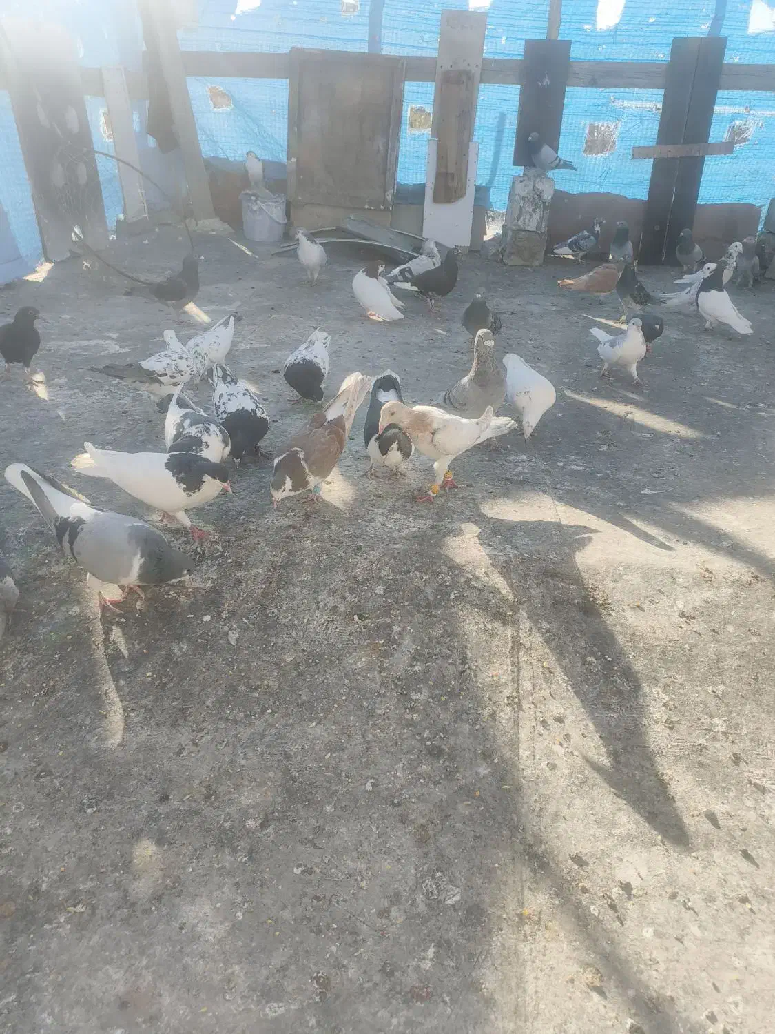 کبوتر گمشده|حیوانات|گلبهار, شهر جدید گلبهار|دیوار