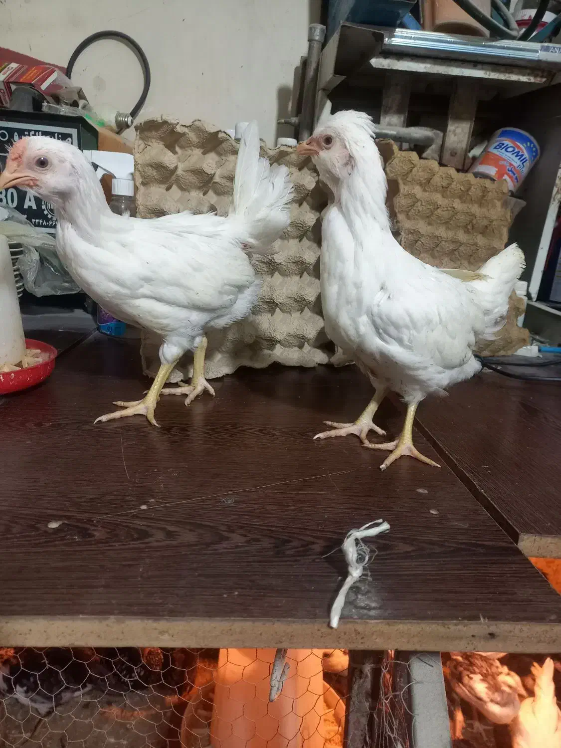 فروش جوجه گلین لری|حیوانات مزرعه|هشتگرد, سعید آباد|دیوار