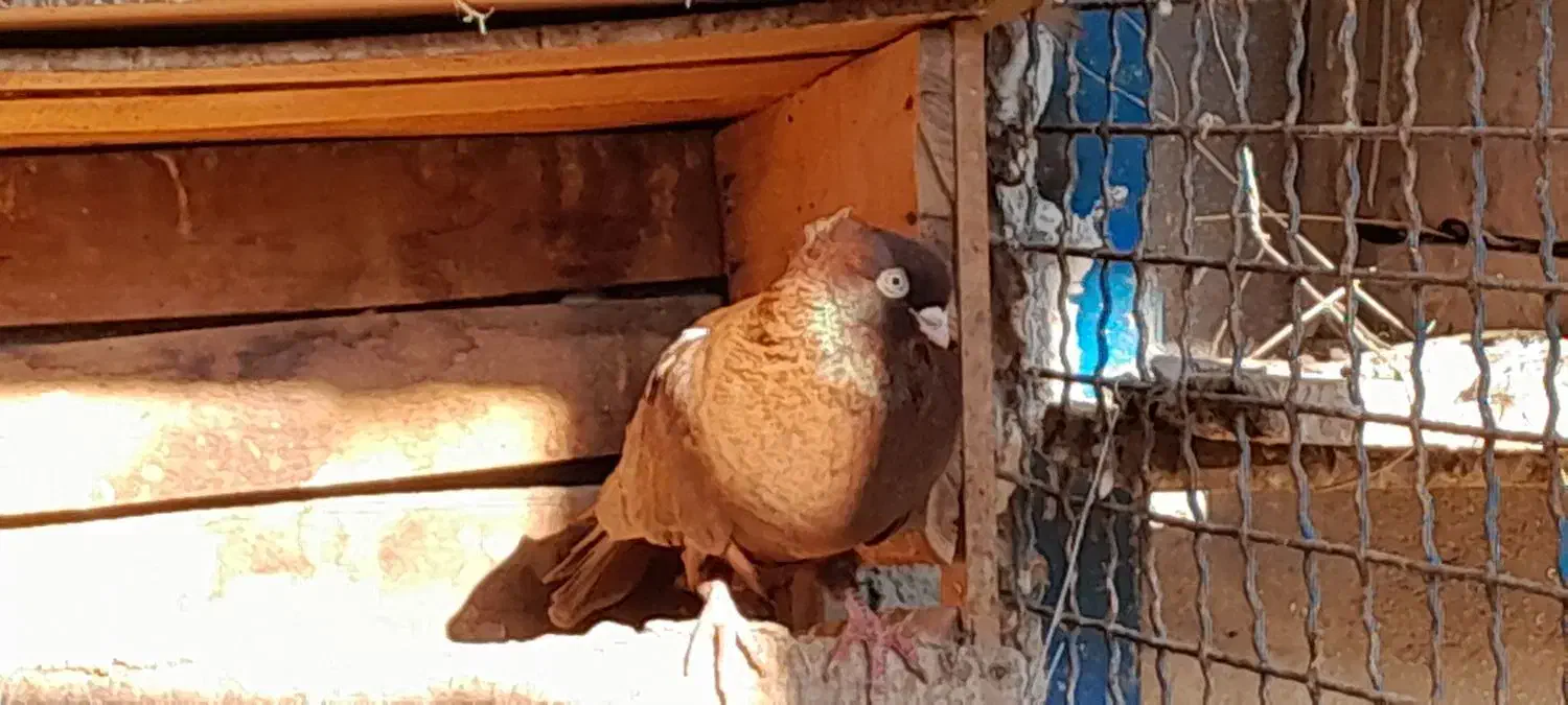 ۲/۰۰۰/۰۰۰|پرنده|بندر گناوه, |دیوار