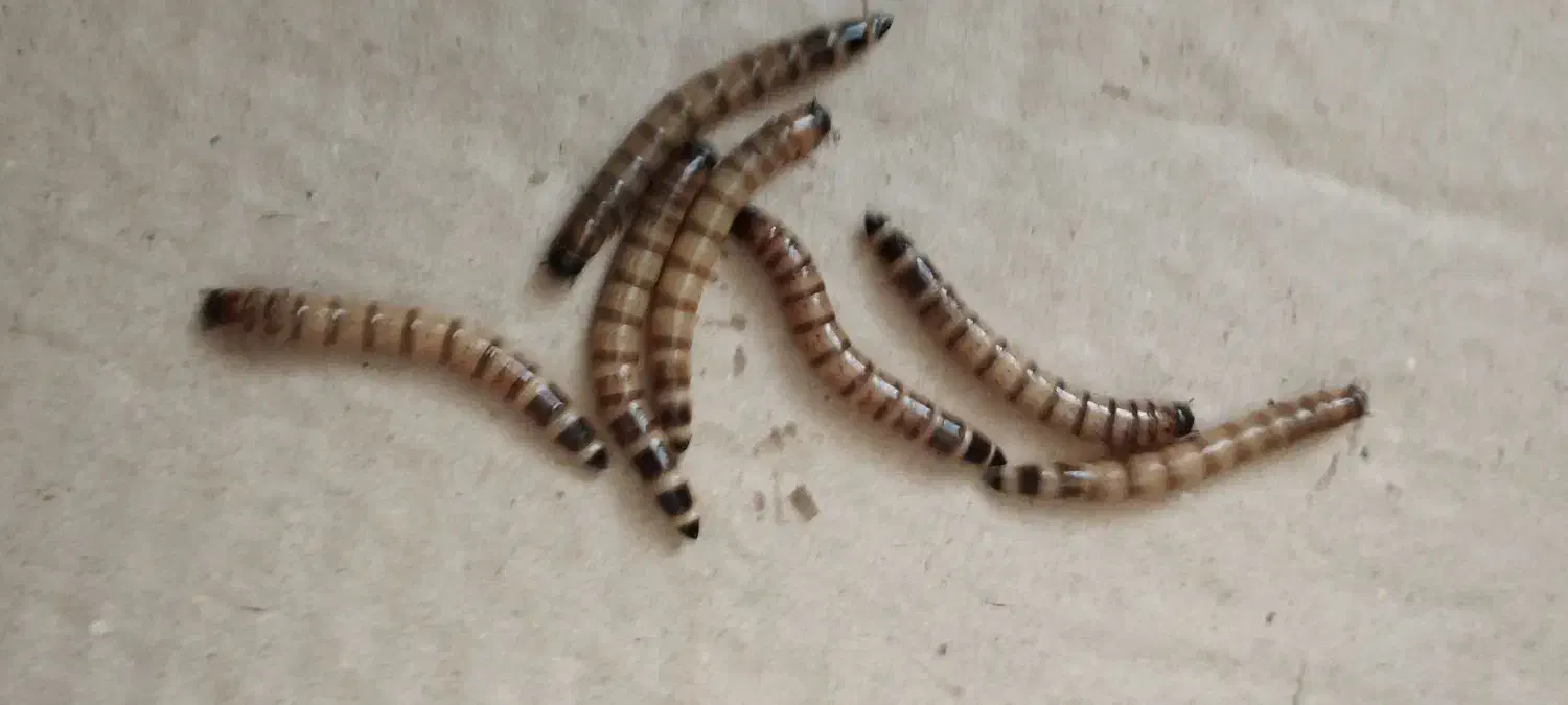 میلورم|خزنده|کرج, گلشهر|دیوار