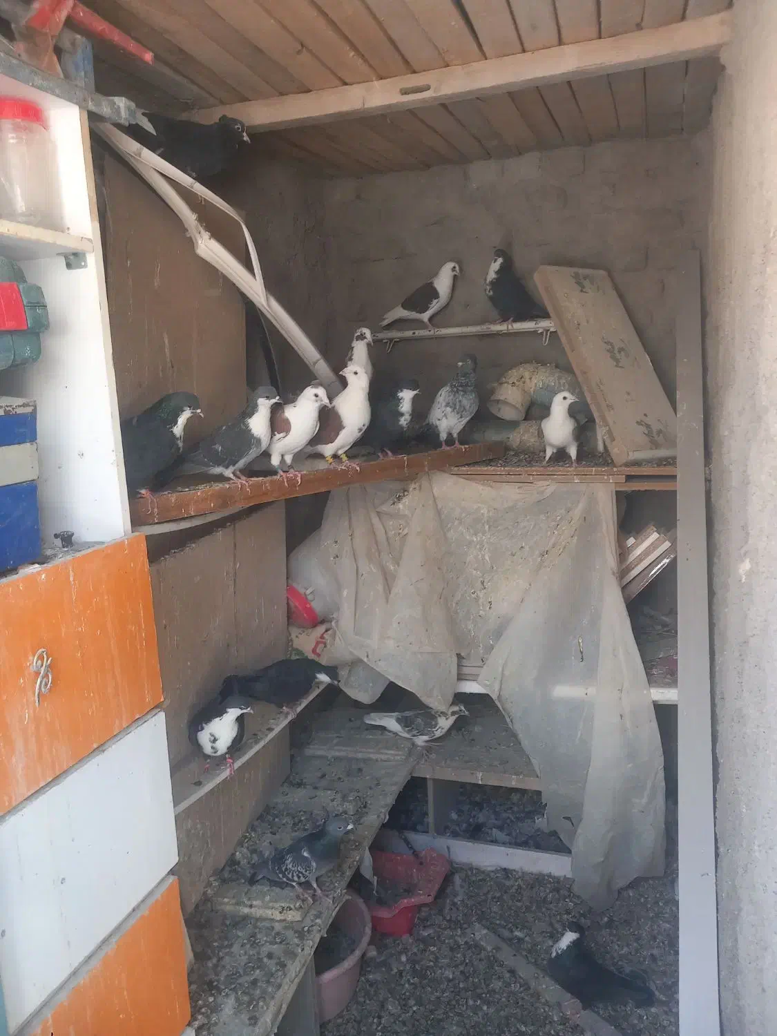 کفتر رنگی|پرنده|تربت‌حیدریه, شهید بهشتی|دیوار