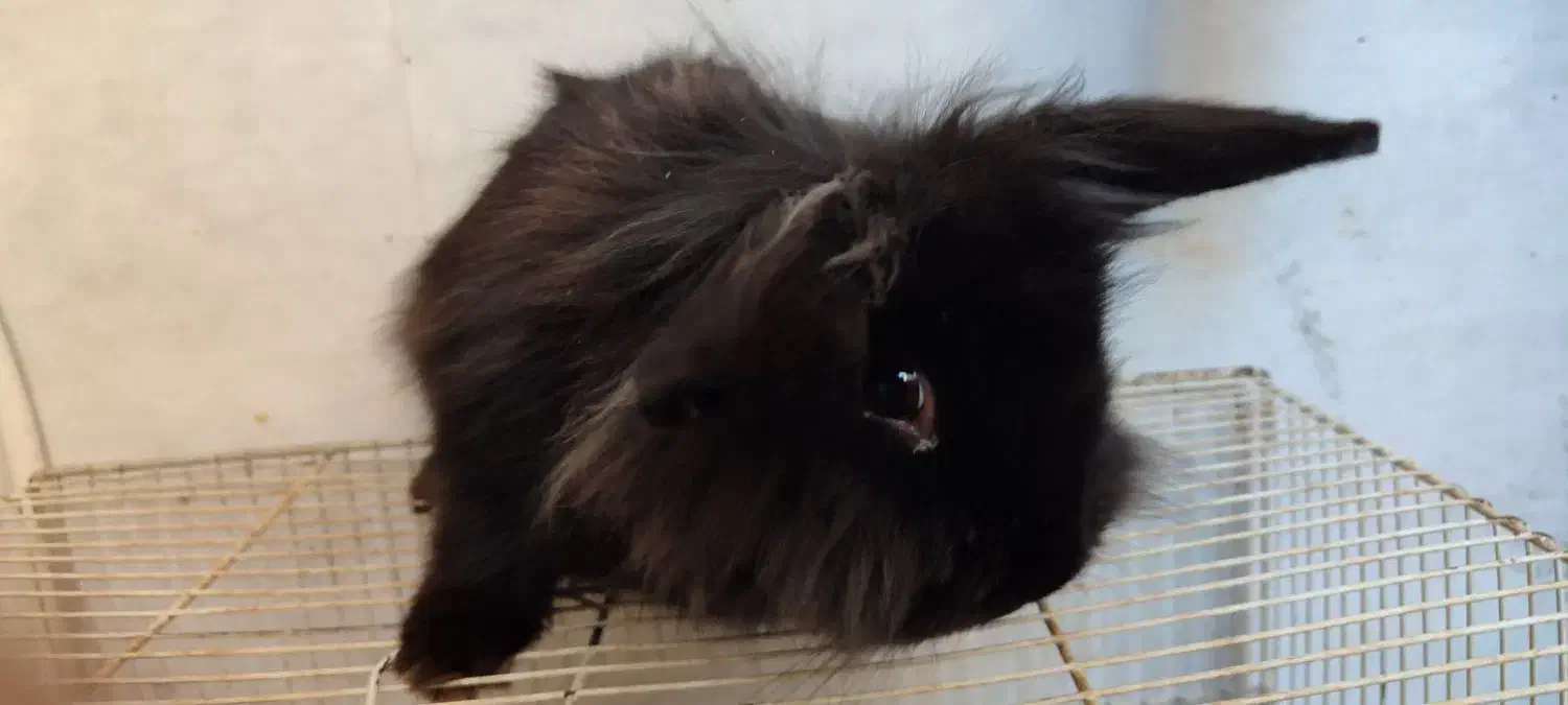 خرگوش لوپ سیاه و سفید|موش و خرگوش|قائن, |دیوار