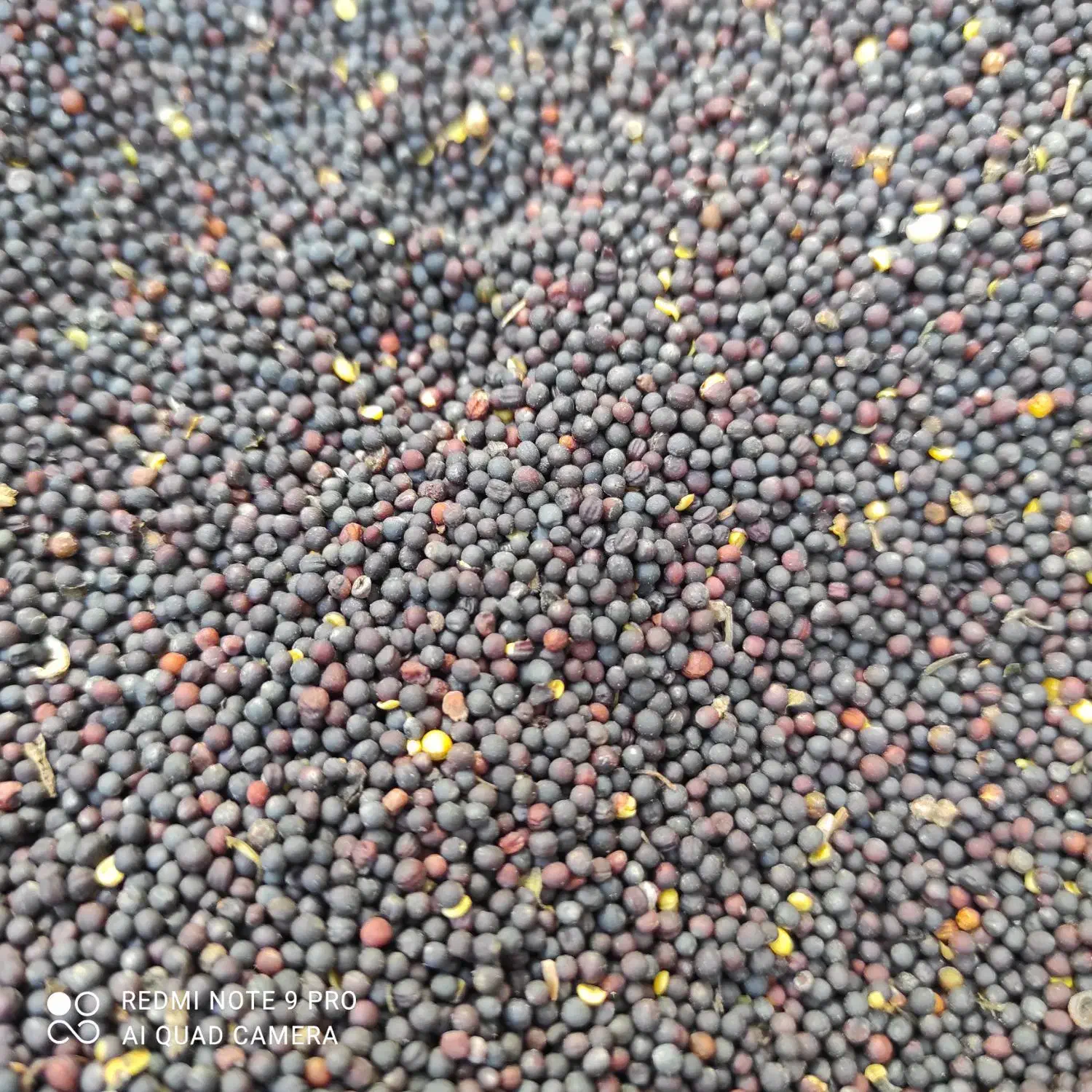 کلزا|خدمات باغبانی و درختکاری|گالیکش, |دیوار