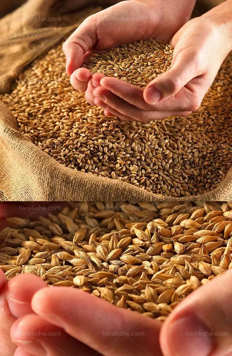 گندم آماده کاشت|گل و گیاه طبیعی|شازند, |دیوار