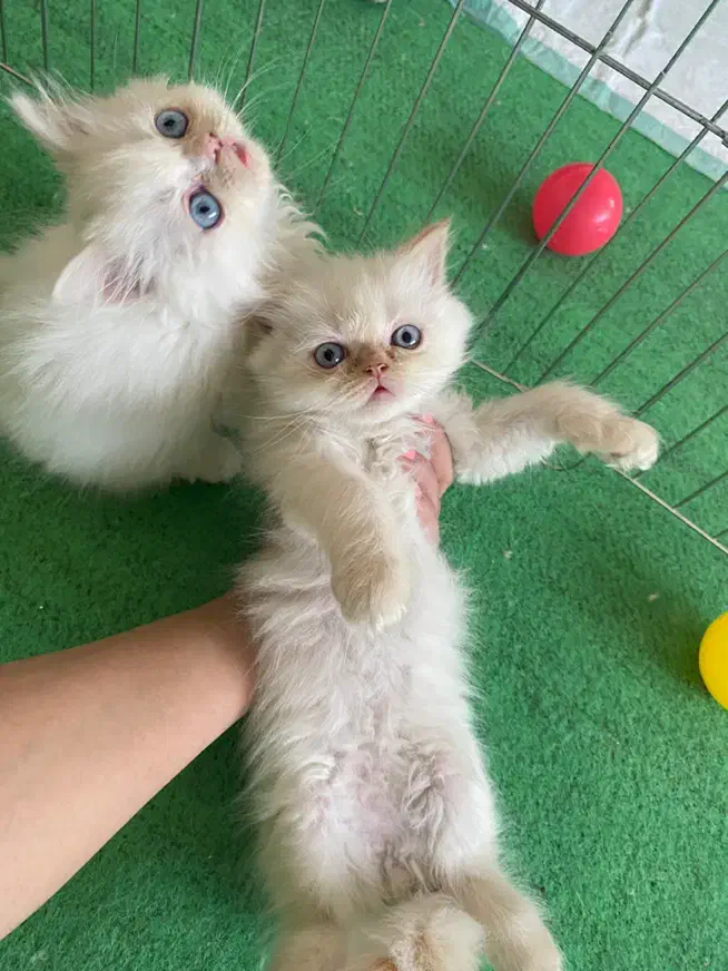 گربه|گربه|بجنورد, |دیوار