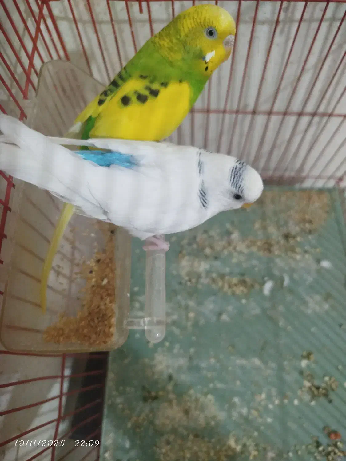 مرغ عشق|پرنده|محمدیه-قزوین, |دیوار