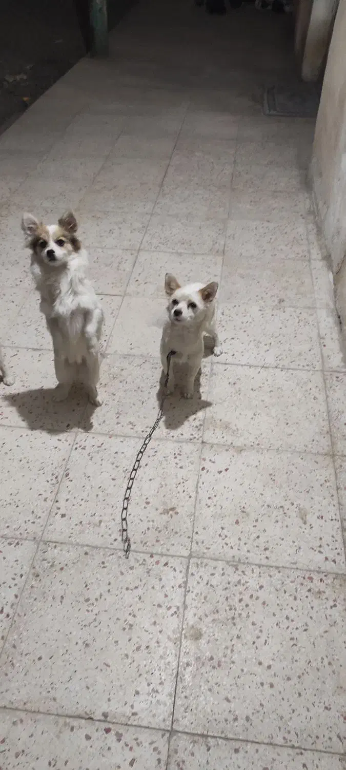 واگذاری سگ|سگ|محمدیه-قزوین, |دیوار