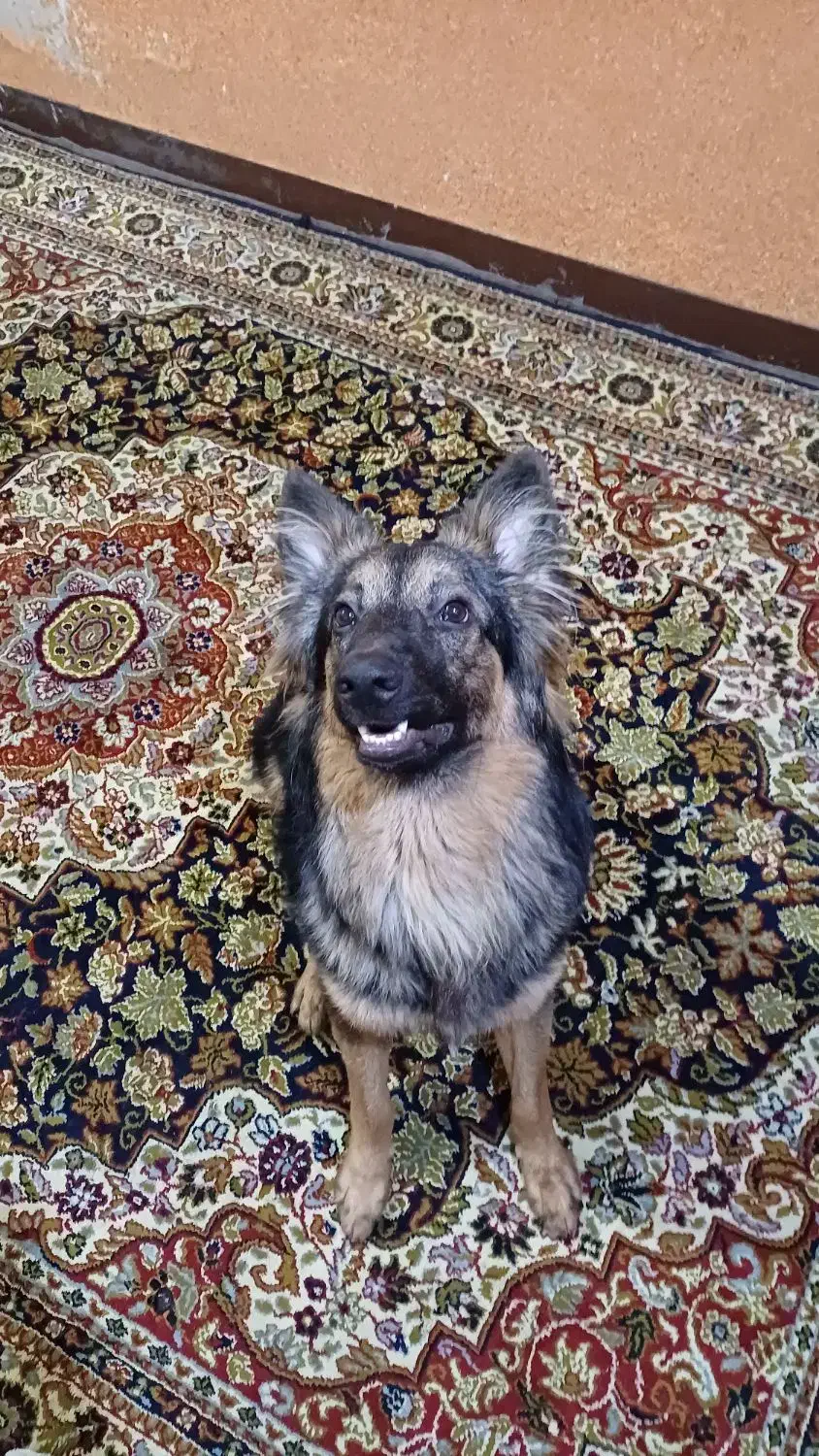 سگ ژرمن شیپرد ۹ ماهه|سگ|اهواز, منبع اب|دیوار