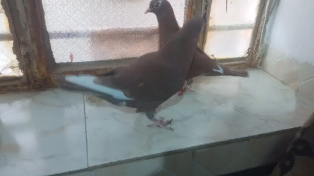 کبوتر|پرنده|زابل, |دیوار