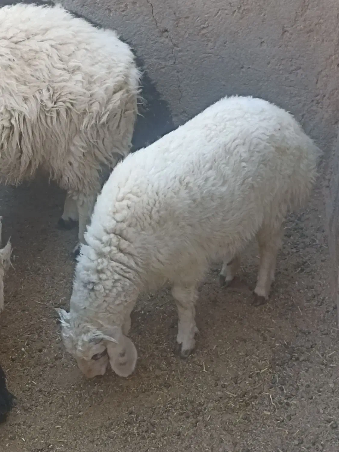 فروش بره ترکی نر و ماده|حیوانات مزرعه|اشکذر, |دیوار
