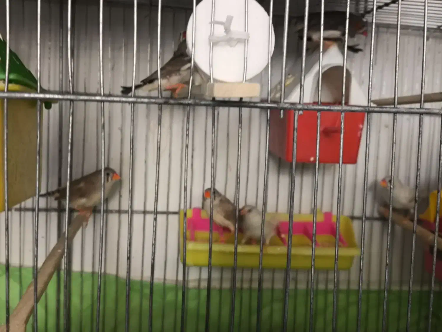 فروش فنچ کینگ به شرط تخمگذاری با قیمت مناسب|پرنده|الوند, |دیوار