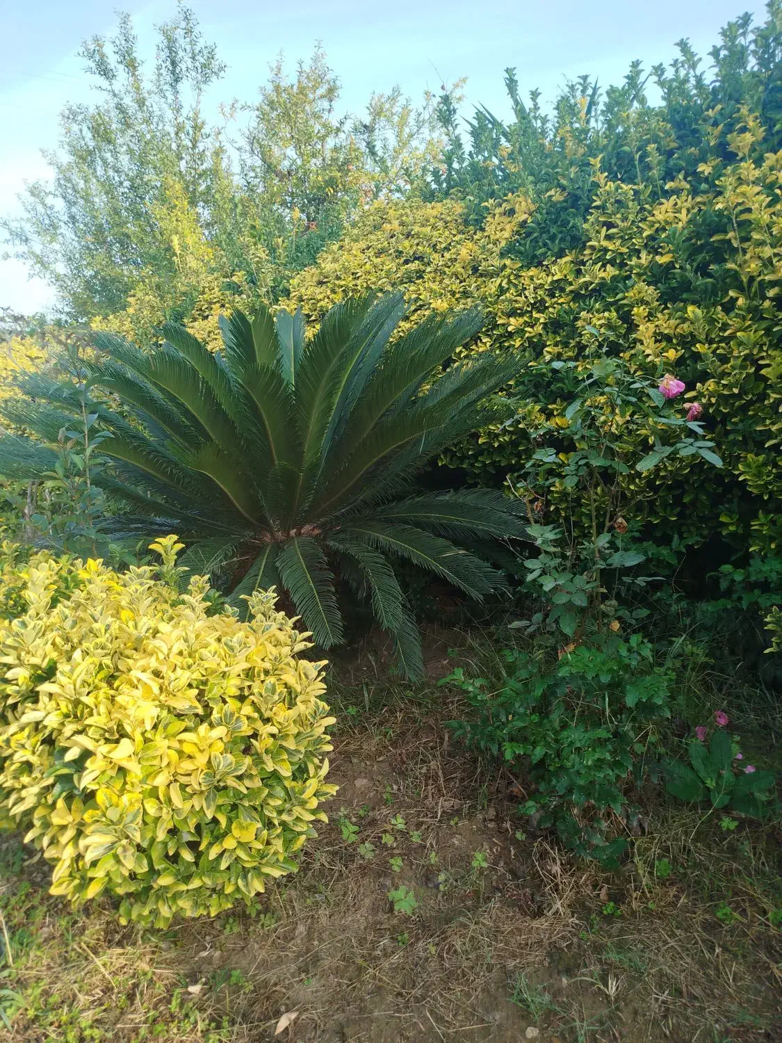 خریدار برگ سیکاس|خدمات باغبانی و درختکاری|تنکابن, |دیوار