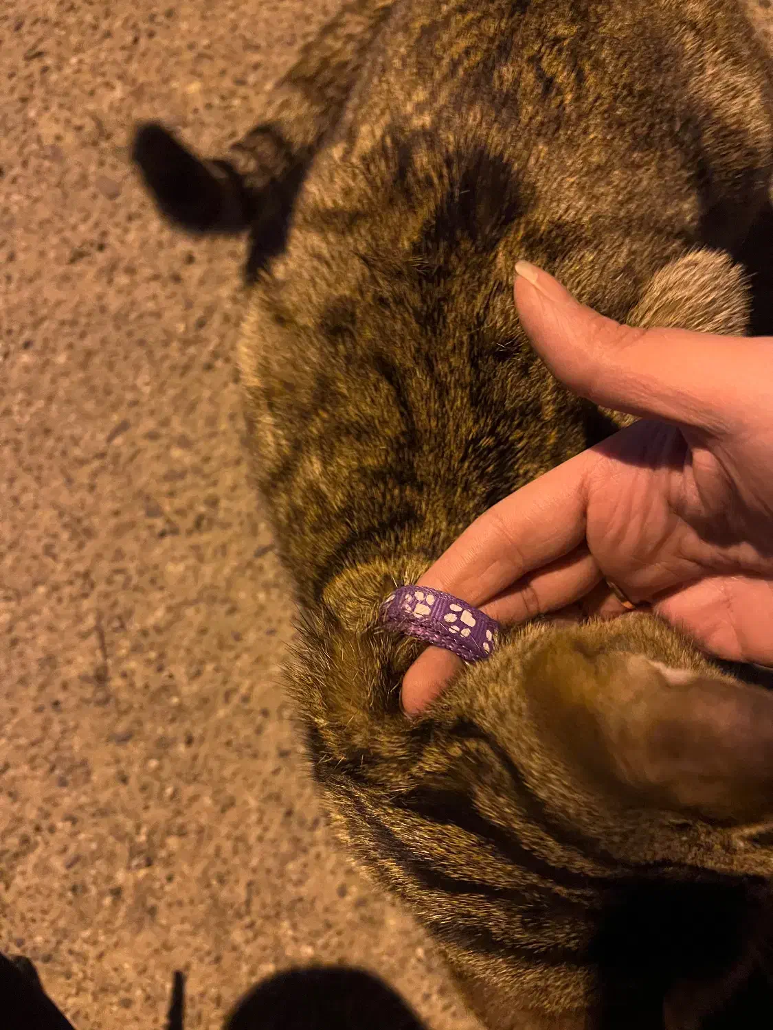 پیدا شده|حیوانات|قم, انصار‌الحسین|دیوار