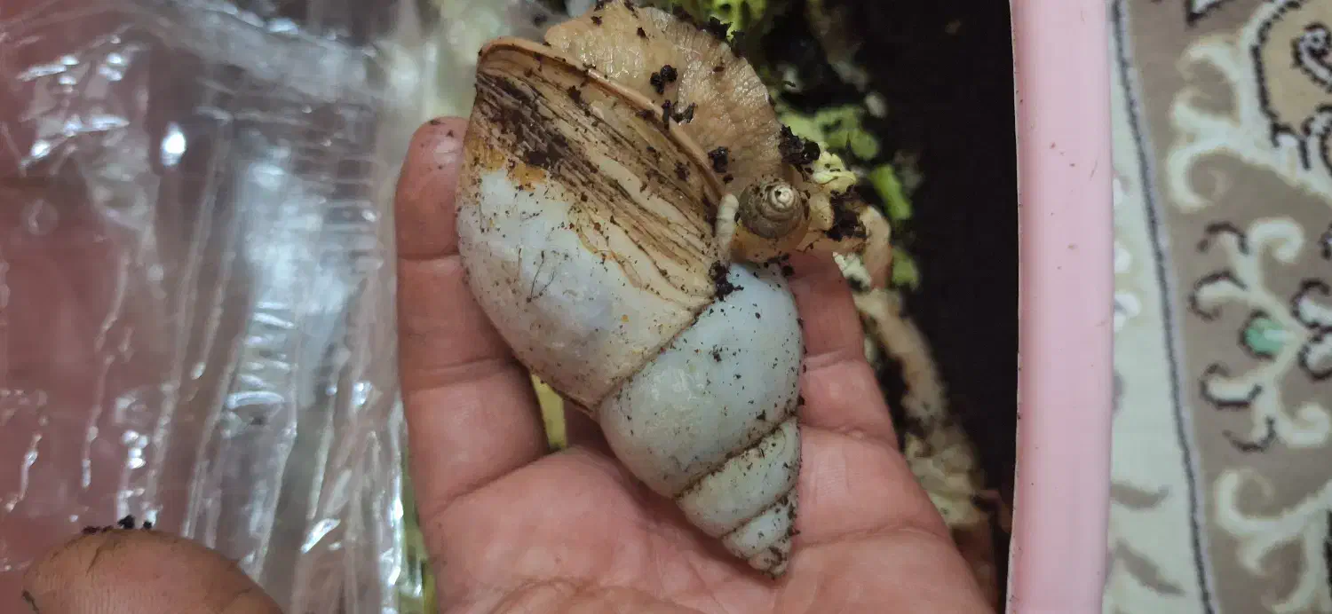 حلزون|خزنده|قم, بنیاد|دیوار