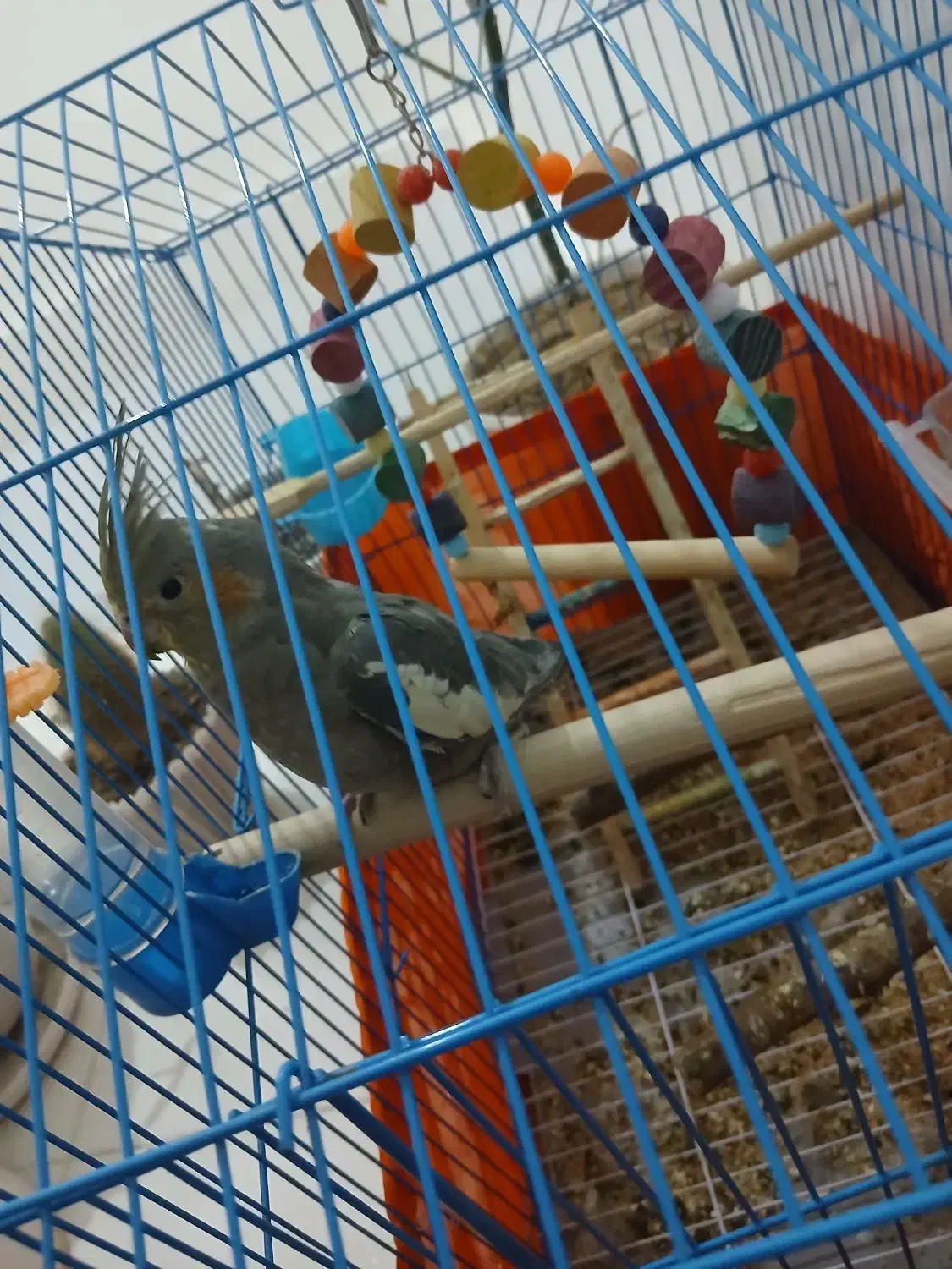 عروس هلندی|پرنده|محمدشهر, همایون ویلا|دیوار