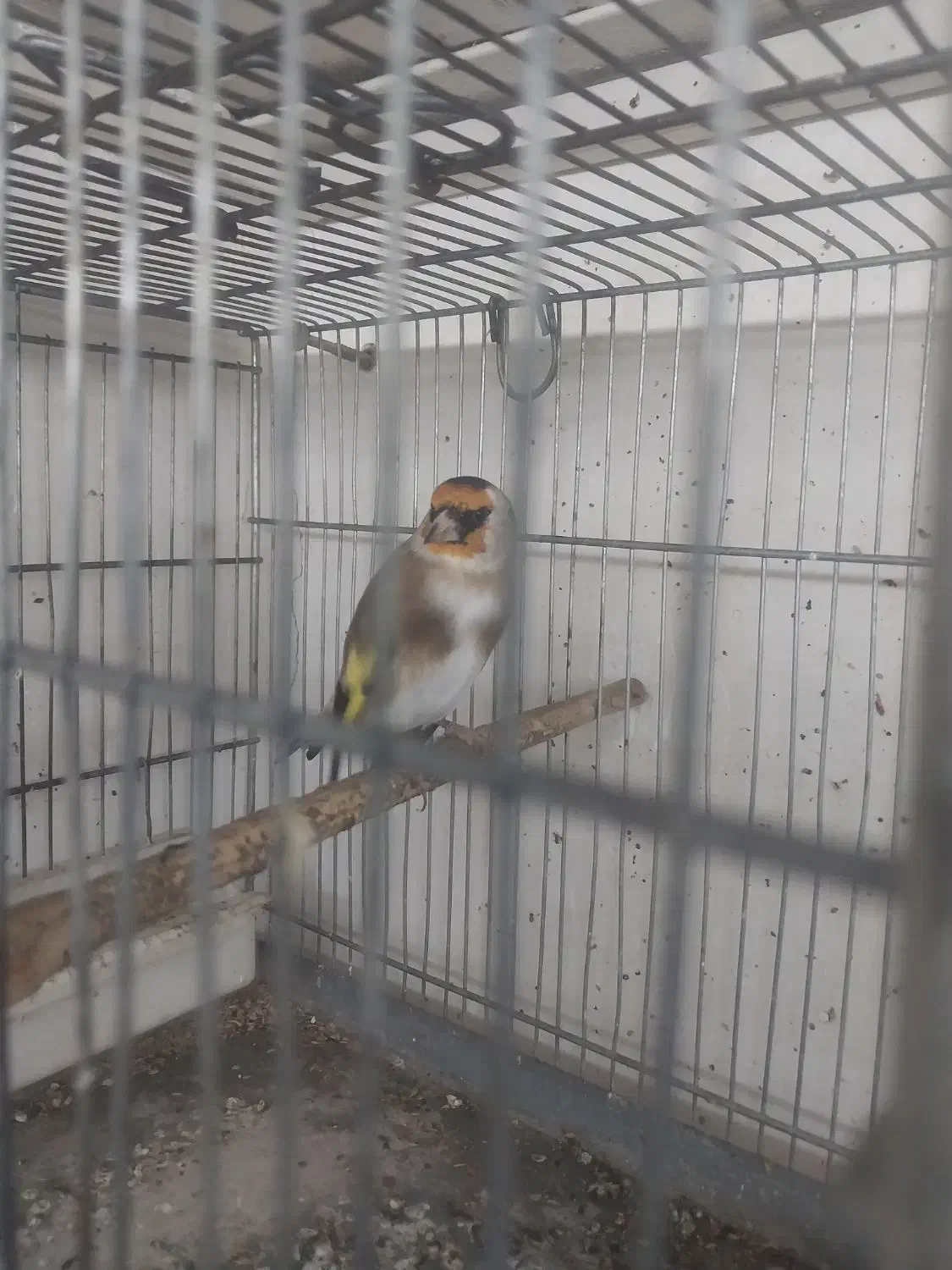 پرنده سهره معاوضه با سهره خاکی|پرنده|تهران, بازار|دیوار