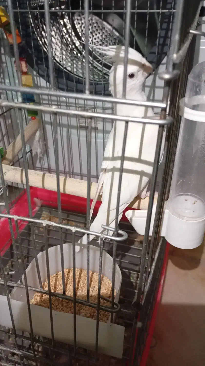 پرنده زیبا و باهوش|پرنده|اردکان, |دیوار